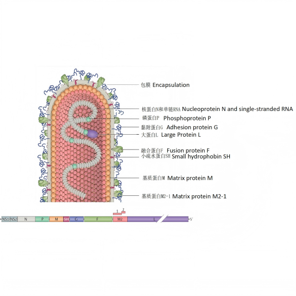 RSV VIRUS Ιός RSV